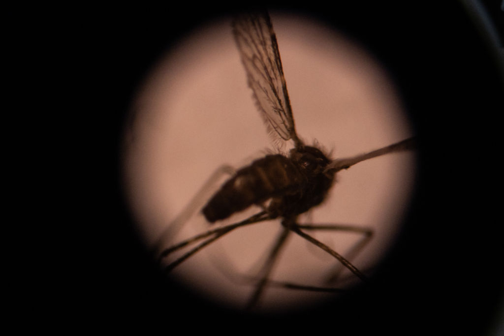 First Malaria Vaccine Approved! Efficacy Rate, Safety Profile and MORE