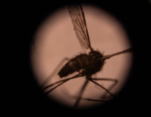 First Malaria Vaccine Approved! Efficacy Rate, Safety Profile and MORE