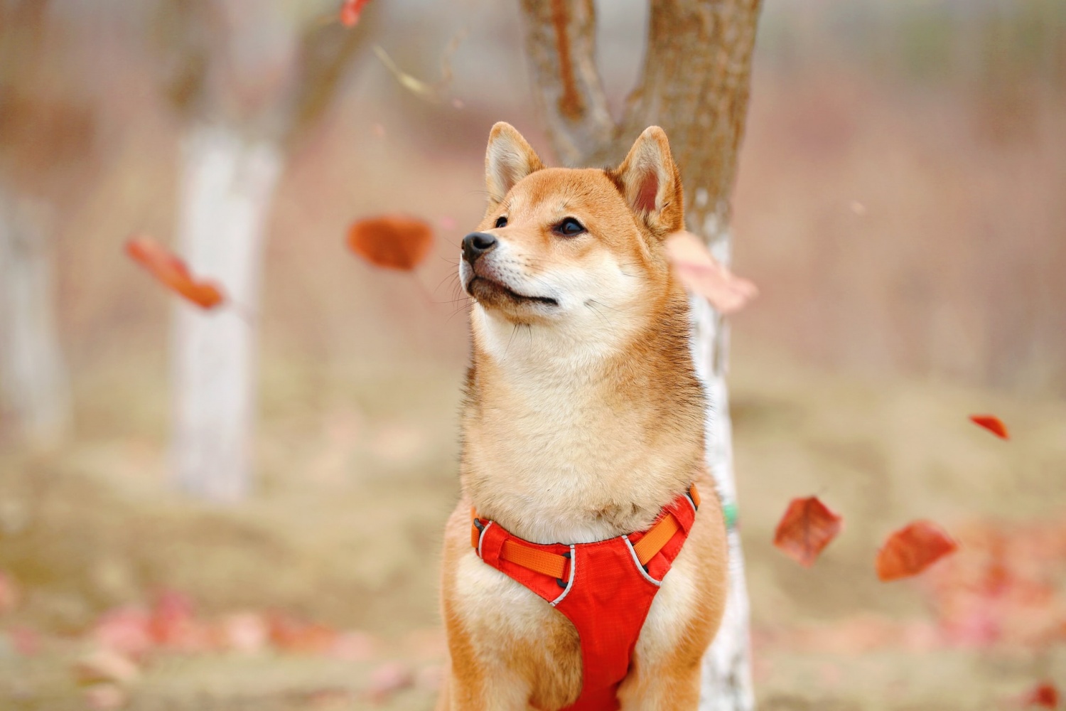 Dogecoin Price, Volume: Should You Trade It With Shiba Inu Crypto Coins?