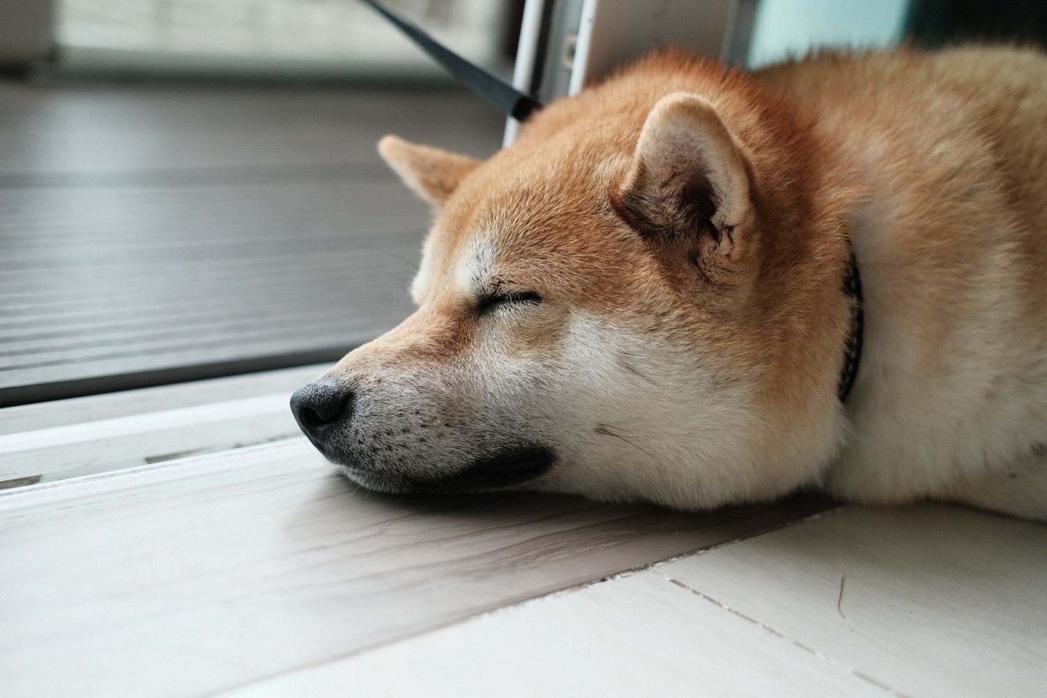 Dogecoin Price Today Falls After Binance Glitch: Minor Issue Stops Doge Withdrawals
