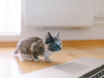 Cat Psychopath Test: Online Quiz Checks Your Kitty's Level of Psychopathy