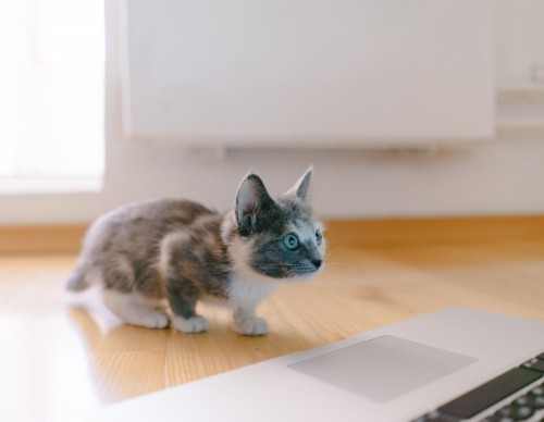 Cat Psychopath Test: Online Quiz Checks Your Kitty's Level of Psychopathy