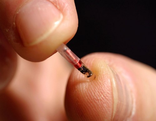 Microchip Implant as COVID-19 Vaccine Tracker? It's Coming