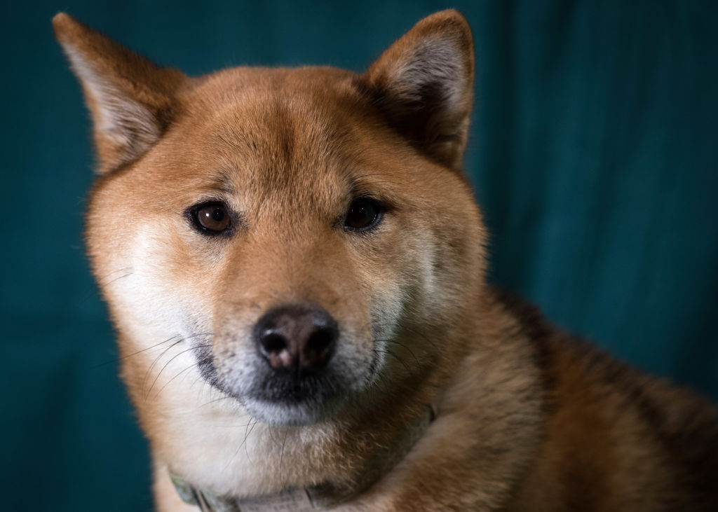 Shiba Inu Price: New Feature Could Boost SHIB Value, Expert Analysis Hints Surge After Crash
