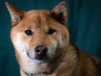 Shiba Inu Price: New Feature Could Boost SHIB Value, Expert Analysis Hints Surge After Crash