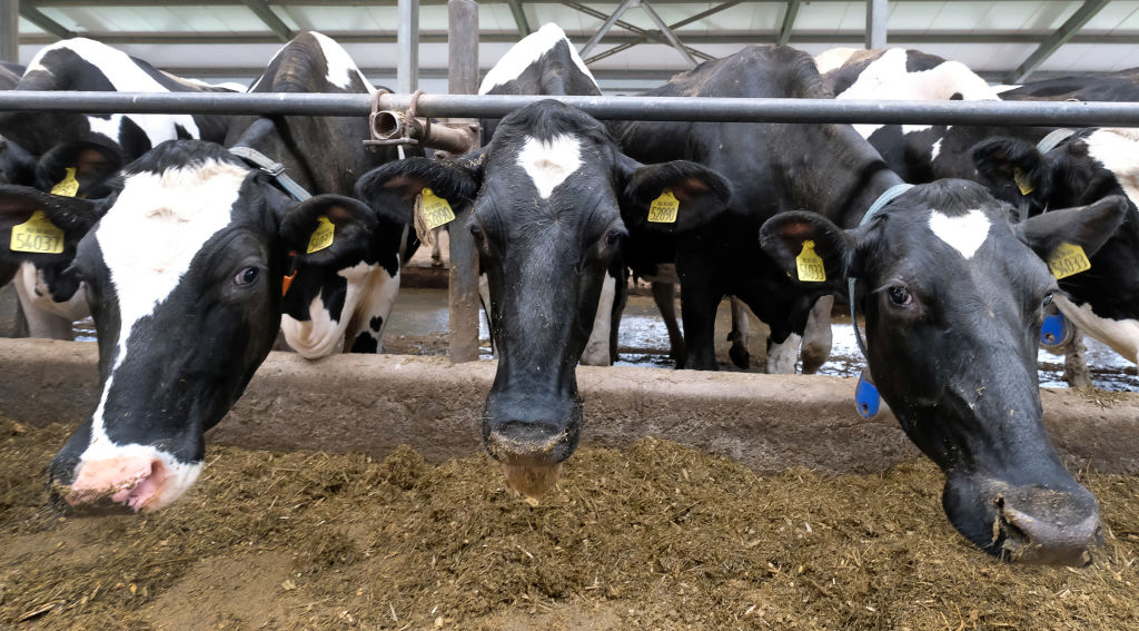 VR Headset for Cows? Farmer Uses High-Tech Virtual Reality Goggles to Reduce Cows' Stress!