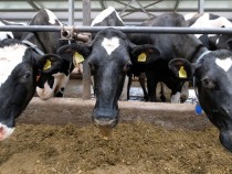 VR Headset for Cows? Farmer Uses High-Tech Virtual Reality Goggles to Reduce Cows' Stress!