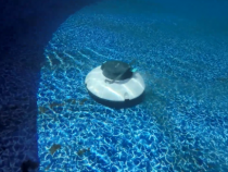 Should You Purchase the Seagull 600 Pool Cleaner?