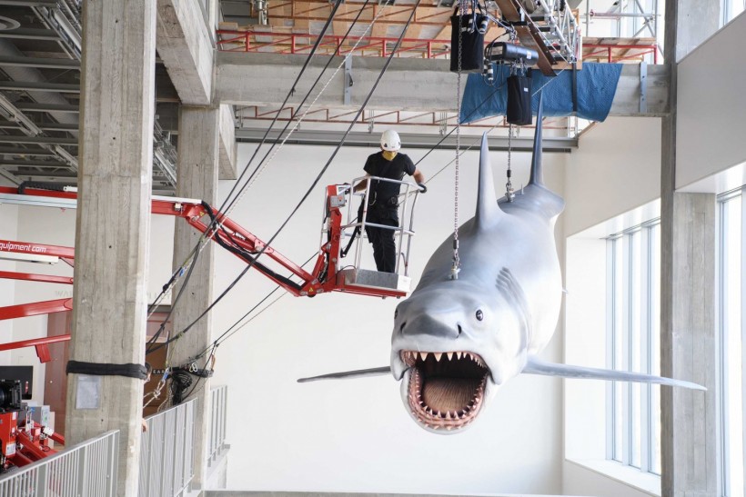 Bruce the Shark installation