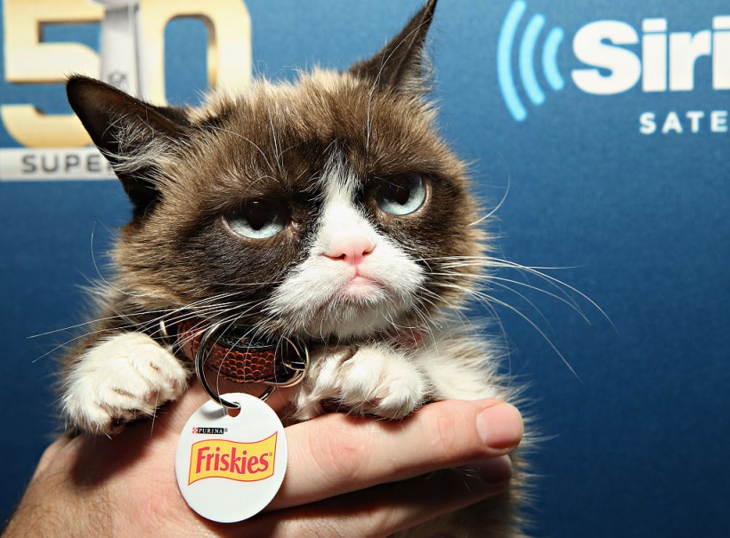 [VIRAL FLASHBACK] Do You Know Why the Late Tardar Sauce, aka Grumpy Cat, Looked So Grumpy?
