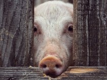 Yale University Scientists Have Successful Revived Organ Cells of Dead Pigs