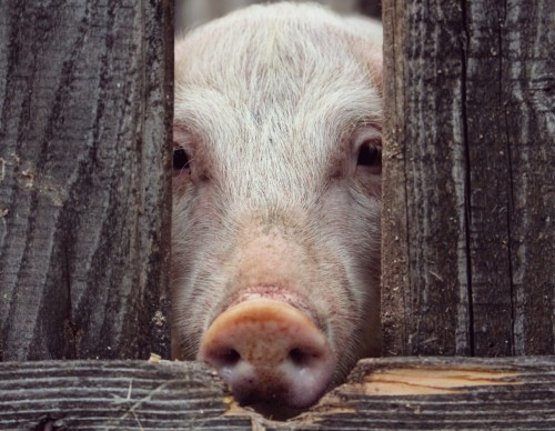 Yale University Scientists Have Successful Revived Organ Cells of Dead Pigs