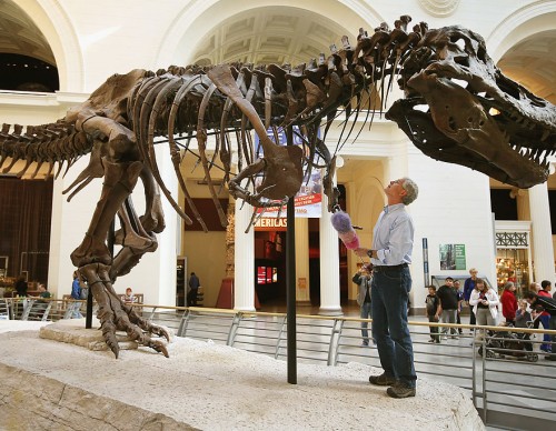 Chicago's Field Museum Cleans Its Preserved T. Rex 