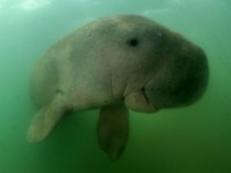 Study Finds Undersea Mammal Dugong ‘Functionally Extinct’ in Waters South of China