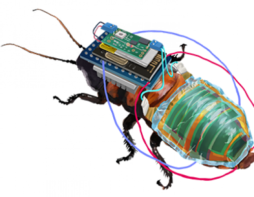 Scientists Turn Cockroaches Into Cyborgs For Rescue Missions, Environment Monitoring  