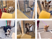 This Instagram Account Regularly Posts Videos of Dogs Reacting to the News of Their Adoption
