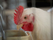 Bird Flu Outbreak Leads to Culling of 1.8 Million Chickens in Nebraska