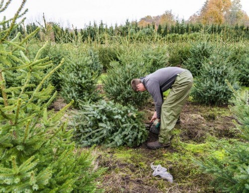 Christmas Tree Farms Suffers From Ongoing Drought in the US