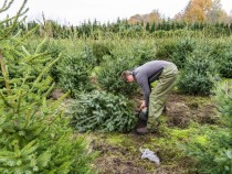 Christmas Tree Farms Suffers From Ongoing Drought in the US