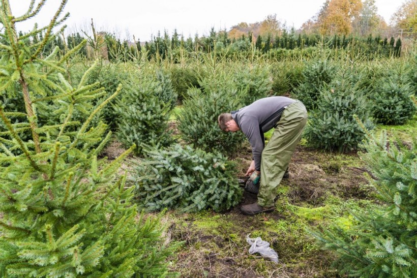 Christmas Tree Farms Suffers From Ongoing Drought in the US