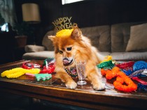6 Best White Noise Machines To Keep Your Dog Calm On New Year's Eve