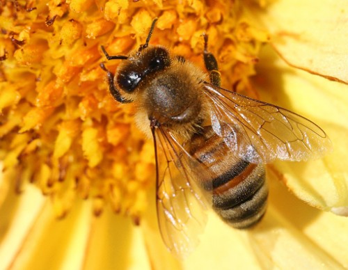 First-Ever Vaccine For Declining Honeybees Gets Approval From The US Department Of Agriculture