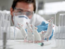 The FDA Removes Animal Testing Requirement For Drugs Before Human Trials Begin