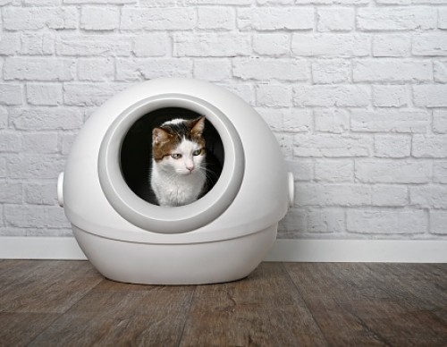5 Best Self-Cleaning Litter Boxes For Busy Cat Parents
