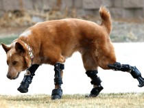Underdeveloped Dog Gets A Cybernetic Upgrade