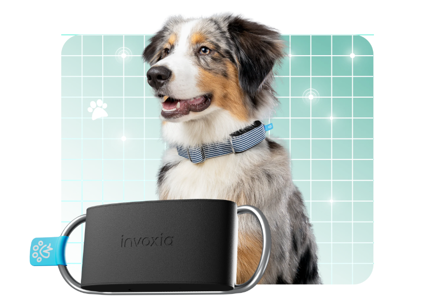 Smart Dog Collar - Invoxia