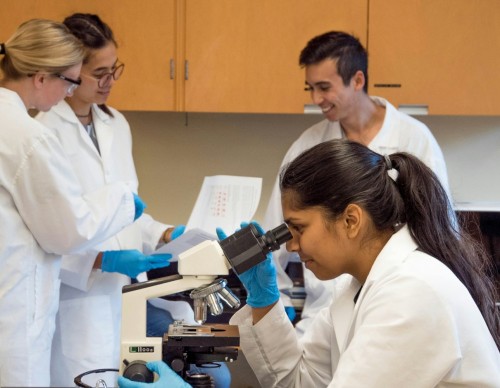 Observing samples under the microscope