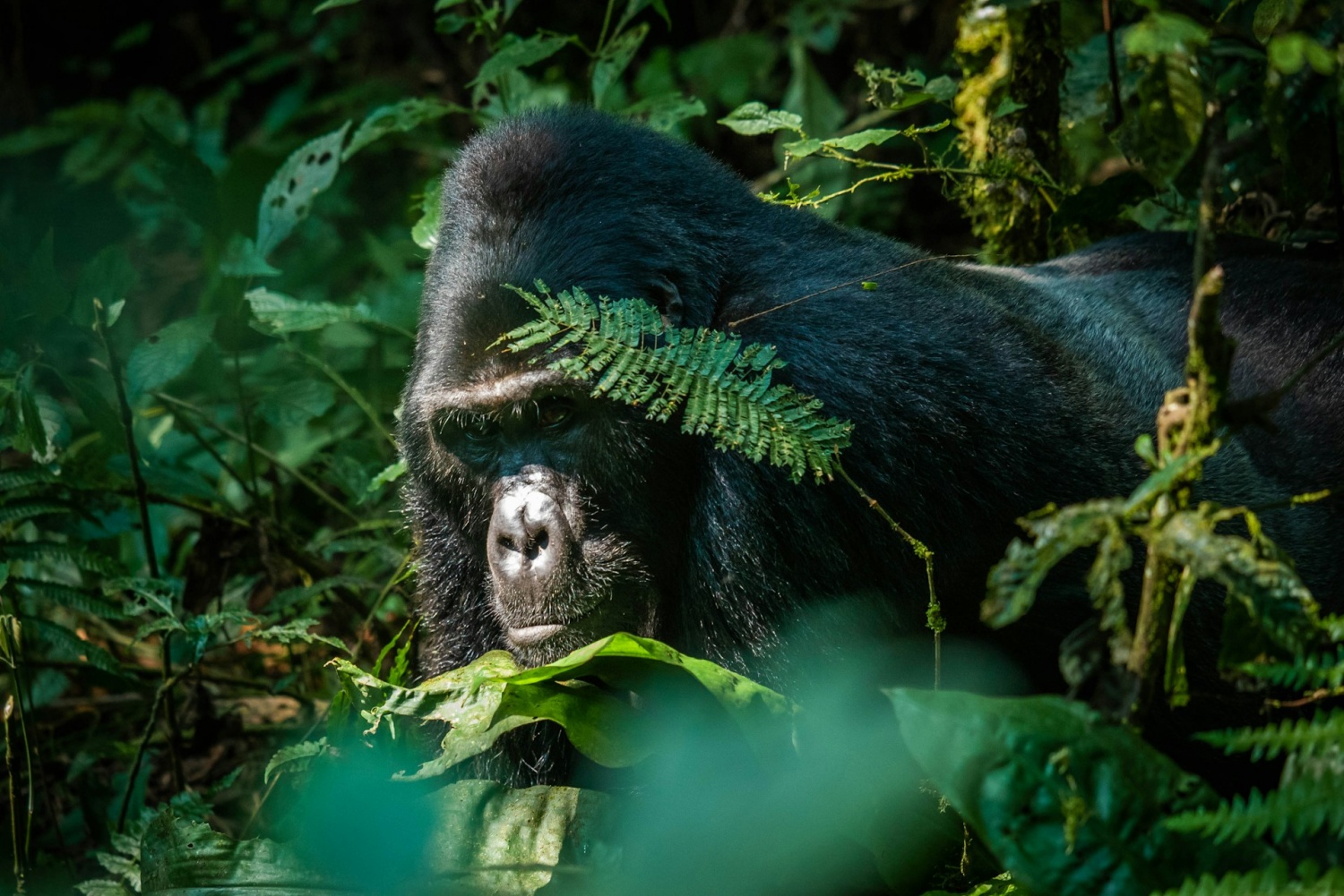 A silverback mountain gorilla rests in the forest.