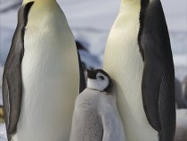 Global Warming Causing Extinction Of Penguins In Antarctica: Report
