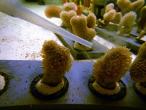 University Of Miami Studies Climate Change Effects On Coral Reef