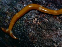 A Flatworm In Malaysia