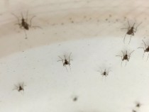 Zika-carrying Aedes Aegypti Mosquitoes