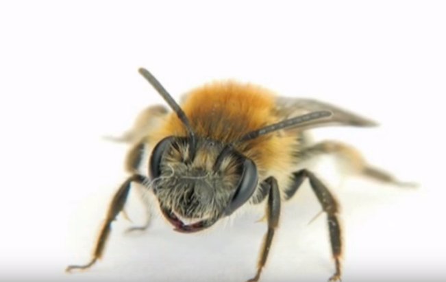 Bees Make It To US Endangered Species List: Are People To Blame?