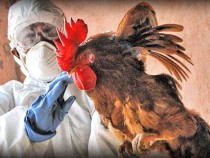 Bird Flu Outbreak In Japan Started, Culling Also Started