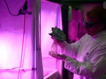 The Success Of The Space Lettuce, Can We Finally Begin Grow Plants In The Outer Space?