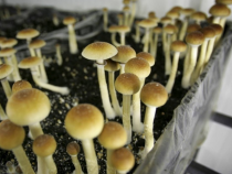 The Magic Mushroom And Its Life Changing Effects