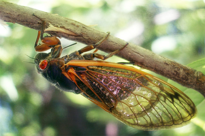 natural predators of cicada killer wasps