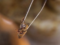 Finally, Nature's Answer To HIV: Bee Venom