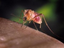 Culex quinquefasciatus mosquito