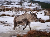 Are Reindeers The Top Secret To Fight Climate Change? 