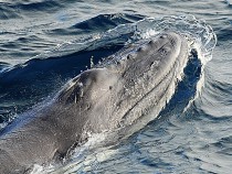 Humpback whale young