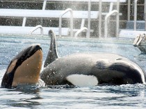 Baby Killer Whale Born At SeaWorld San Diego