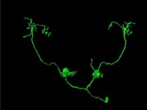 Projection neuron