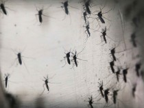 Brazil Faces New Health Epidemic As Mosquito-Borne Zika Virus Spreads Rapidly : News Photo Embed Share Comp Add to: New Board Brazil Faces New Health Epidemic As Mosquito-Borne Zika Virus Spreads Rapidly