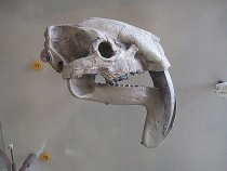 Thylacosmilus atrox skull