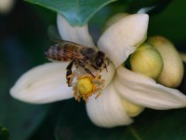 Beekeepers Prepare For Spring Pollination